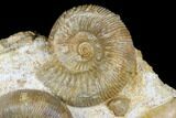Beautiful Pair Of Ammonites (Cadomites & Stephanoceras) - France #175126-3